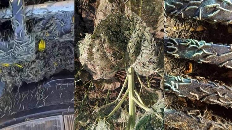 Έβρος: Σκουλήκι «φονιάς»…σκοτώνει ολόκληρες καλλιέργειες στο Διδυμότειχο