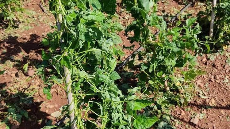 Ν. Παναγιωτόπουλος: Από τις 4 Νοεμβρίου οι προκαταβολές στους χαλαζόπληκτους αμπελουργούς της Καβάλας