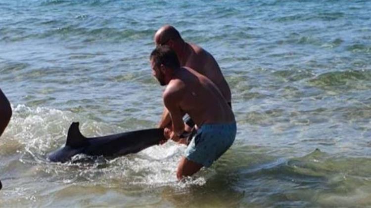 Ηράκλειο: Δελφίνι ξεψύχησε λόγω αποπροσανατολισμού