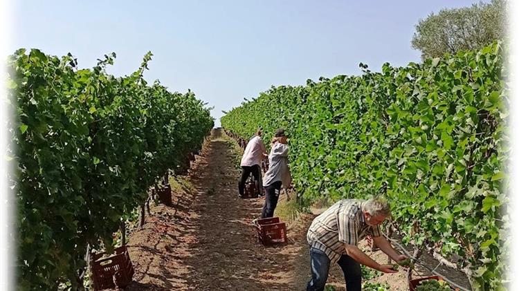 Η χαρούμενη γιορτή του τρύγου ξεκίνησε στην Πιερία!!!