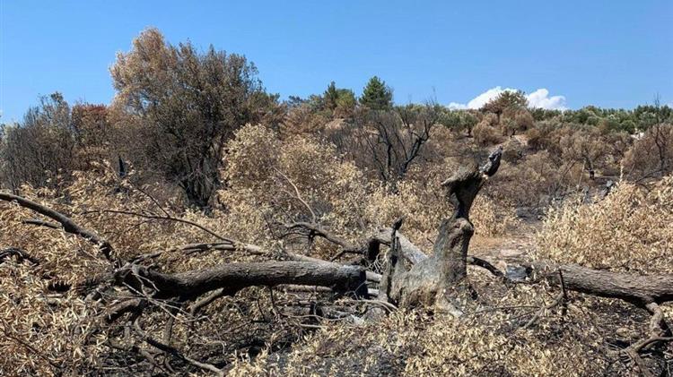 Δηλώσεις ζημιάς από τη φωτιά για τους αγρότες της Βρίσας