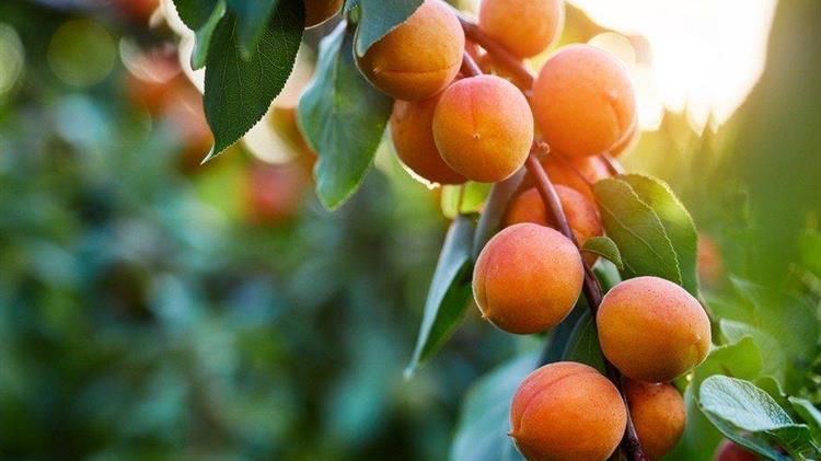 Ανακατατάξεις στην Ευρωπαϊκή αγορά βερίκοκων