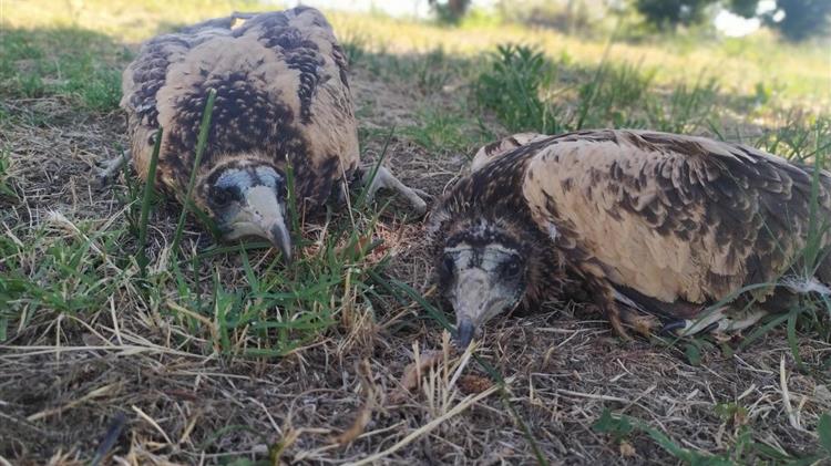 Δύο νεοσσοί γύπες είδους Ασπροπάρη επέστρεψαν  και ζουν με ασφάλεια στο δάσος της Δαδιάς