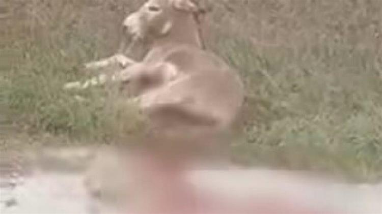 Έσερνε για ένα χιλιόμετρο ένα γαϊδουράκι με το αυτοκίνητό του