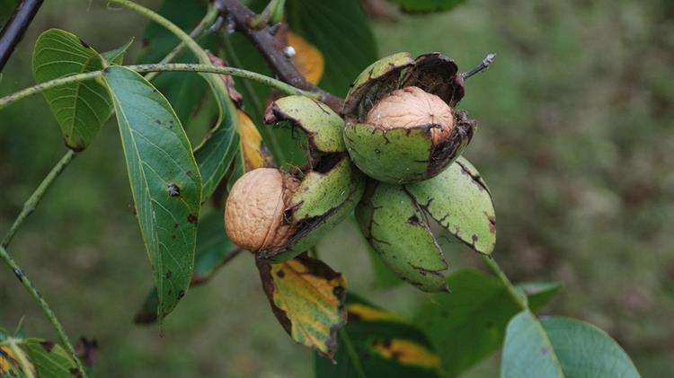 Καρπόκαψα στην καρυδιά