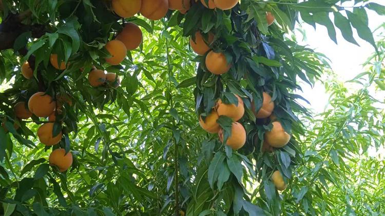 Καρασμάνης: «Ο λόγος είναι συμβόλαιο. Εφαρμόστε όσα εσείς εξαγγείλατε τον Δεκέμβρη»