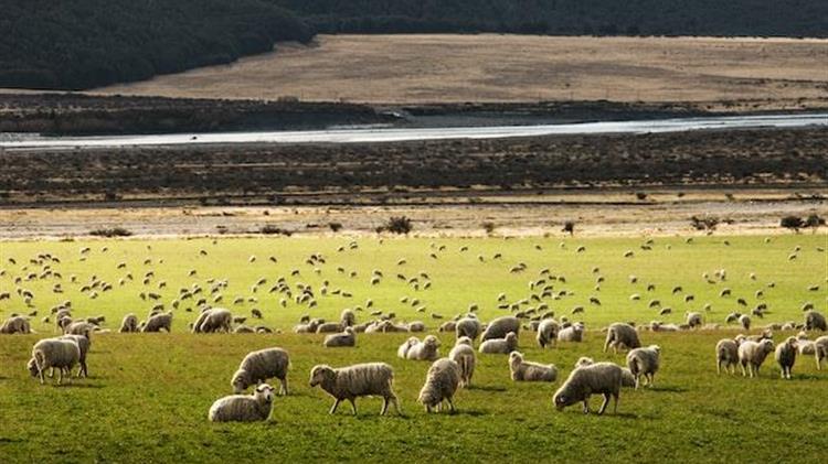 Τμήμα Αγροτικής Πολιτικής: Η Κυβέρνηση Μητσοτάκη «βλάπτει σοβαρά την κτηνοτροφία» - ΙΙ