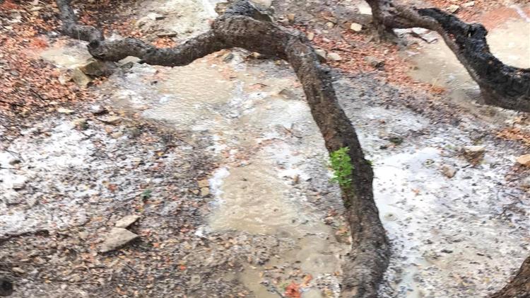 Χίος: Τεράστια ζημιά στη μαστιχοπαραγωγή