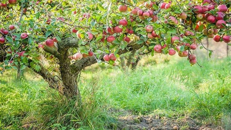 Εκτεταμένες καταστροφές στις δενδροκαλλιέργειες του Πηλίου