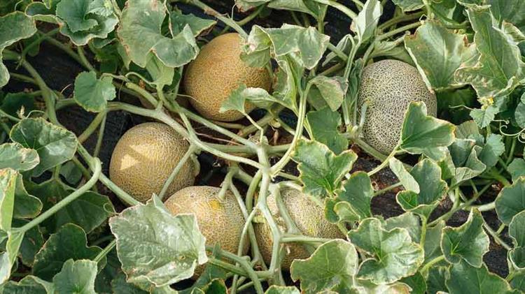 Ασθένειες στα πεπόνια