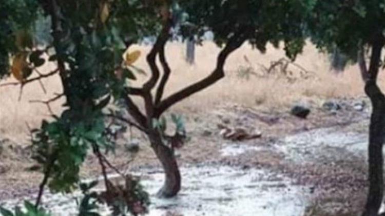 Χίος: Ζημιές στη μαστιχοκαλλιέργεια