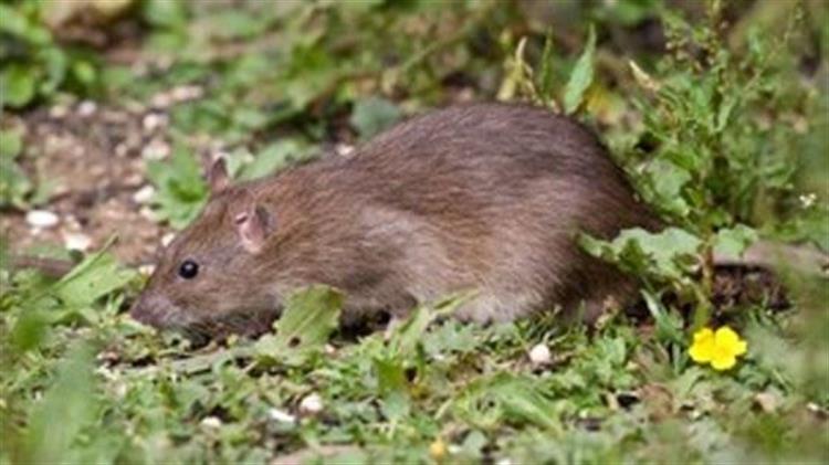 Ολοκληρωμένη παρέμβαση για τη διαχείριση των τρωκτικών στο αγροτικό οικοσύστημα