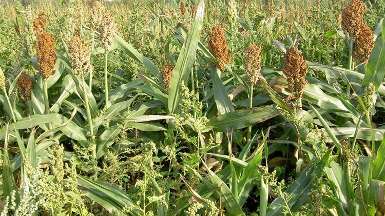 Ινδονησία: Η παραγωγή σόργου θα υποκαταστήσει το σιτάρι