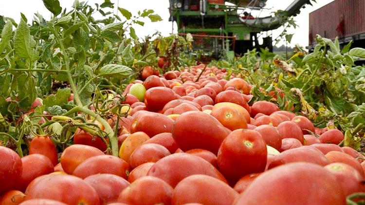 ΘΕΣΤΟ: Αποζημιώσεις και καμία συνδεδεμένη χαμένη στη βιομηχανική ντομάτα