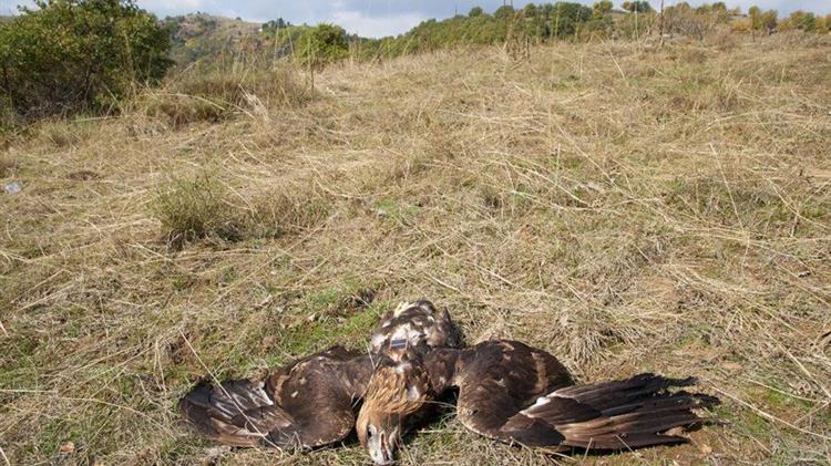 Έκδοση ΚΥΑ για την προστασία της άγριας πανίδας  από δηλητηριασμένα δολώματα