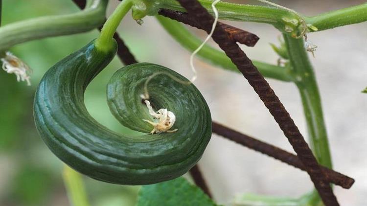 Γεωργικές προειδοποιήσεις για την υπαίθρια αγγουριά
