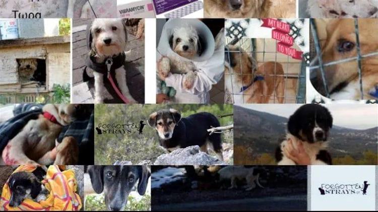 Στήριξη της Δράσης «Ημέρα Υιοθεσίας Σκύλου - Γάτας και Μπαζάρ» στη Μεταμόρφωση