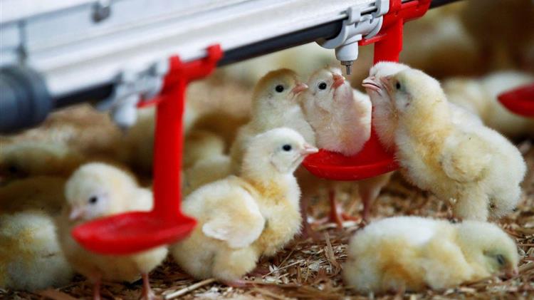 Γαλλία: Οι εισαγωγές ουκρανικού κοτόπουλου στην ΕΕ αυξάνονται στα ύψη μετά την άρση της ποσόστωσης
