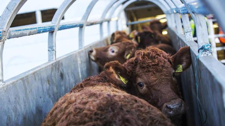 Νέα Ζηλανδία: Η χώρα απαγορεύει τις εξαγωγές ζώντων ζώων από θαλάσσης