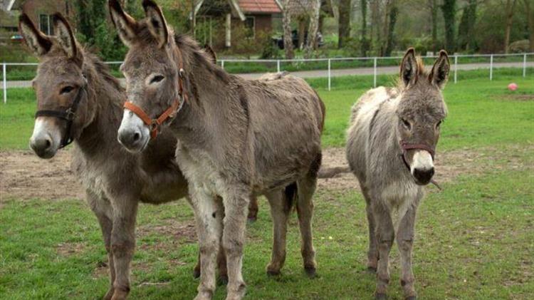 Υποχρεωτική ταυτοποίηση και ιχνηλάτιση  των δεσποζόμενων ιπποειδών