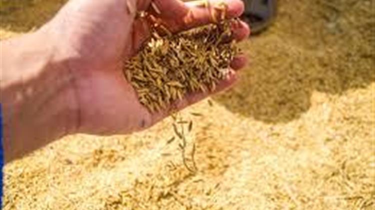 Προς εξαφάνιση το ρύζι «bomba» της Ισπανίας