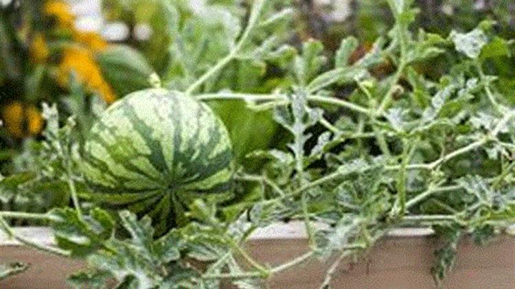 Καρπούζι: Με χαμηλότερες τιμές πωλούν οι παραγωγοί της Ηλείας