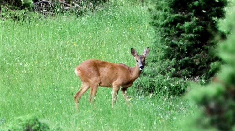 Αδειοδοτούνται οι «MΟm», ο «AΡΧΕΛΩΝ» και η «ΑNIMA» ως Κέντρα Περίθαλψης Ειδών Άγριας Πανίδας