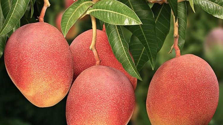 Νότια Ιταλία: Καλλιέργειες τροπικών φρούτων, λόγω της κλιματικής αλλαγής