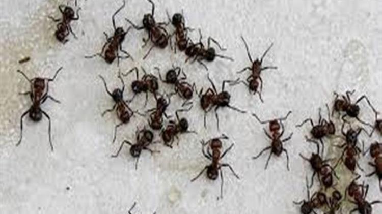 Πόσα μυρμήγκια υπάρχουν στη Γη;