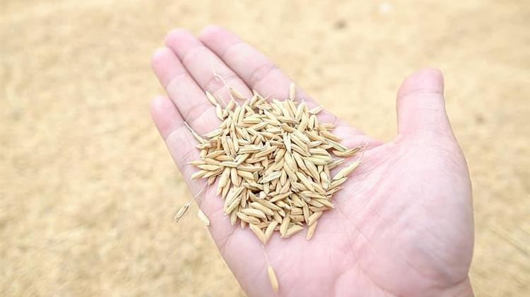 Βιετνάμ και Ινδονησία υπογράψουν συμφωνία για το εμπόριο ρυζιού