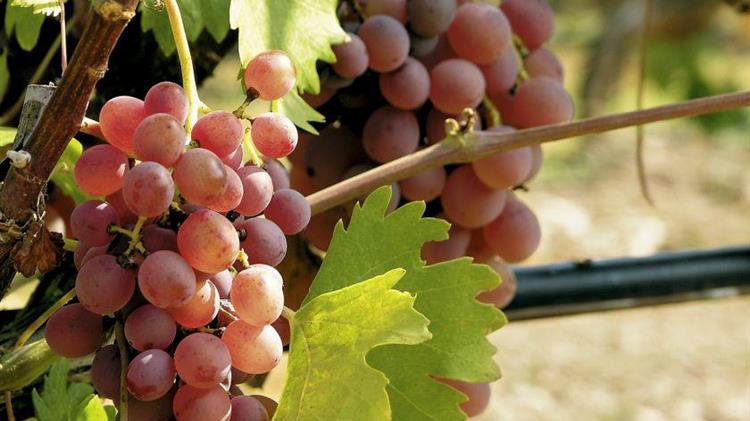 Δυτική Αχαΐα: Ο τρύγος «ξίνισε» - Μπαίνουν μέσα οι αγρότες από την ποικιλία ροδίτη