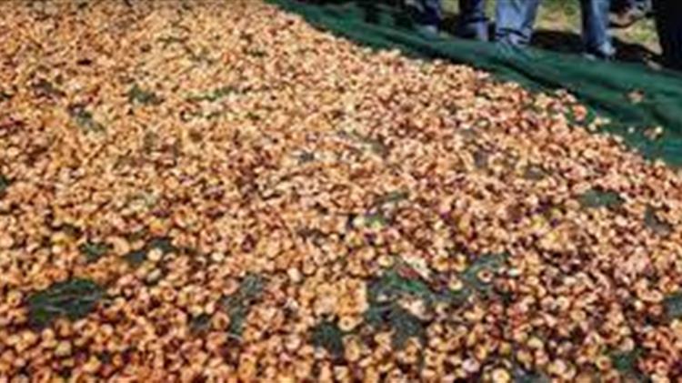 Δήμος Μεσσήνης: Επί τάπητος το ζήτημα της ζημιάς στις καλλιέργειες των σύκων