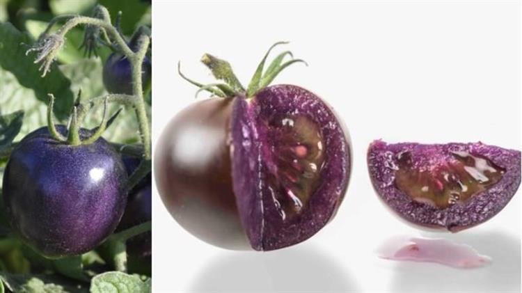 Έρχονται οι μωβ ντομάτες: Γενετικά τροποποιημένες με αντιοξειδωτικά των super foods