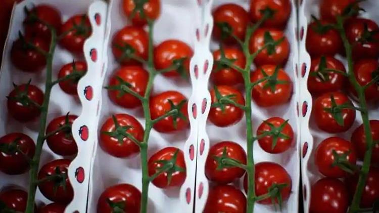 Οι αγρότες προειδοποιούν: Το κέτσαπ και η σάλτσα ζυμαρικών μπορεί να είναι σύντομα σε έλλειψη
