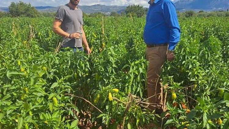 Επιβεβλημένη η προστασία της καλλιέργειας πράσινης πιπεριάς στις Περιφερειακές Ενότητες Αχαΐας - Ηλείας