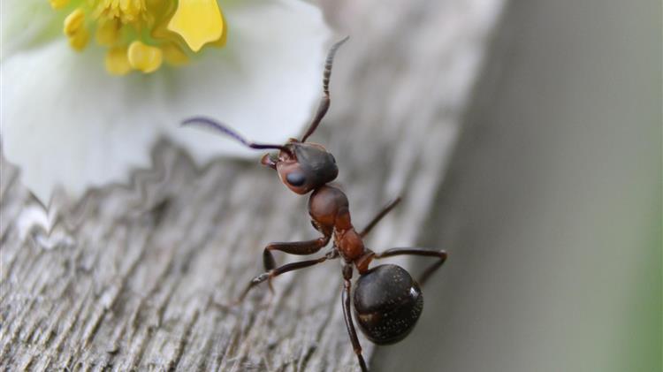 Έρευνα αποκαλύπτει ότι τα μυρμήγκια μπορούν να είναι αποτελεσματικότερα από τα φυτοφάρμακα
