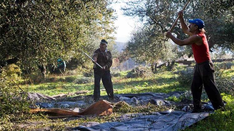 Κάλεσμα του ΕΚΗ σε παραγωγούς για το πρόγραμμα εργατών γης