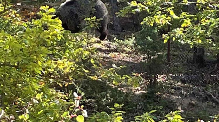 Απελευθέρωση αρκούδας από την Ομάδα Άμεσης Επέμβασης της Περιφερειακής Ενότητας Φλώρινας