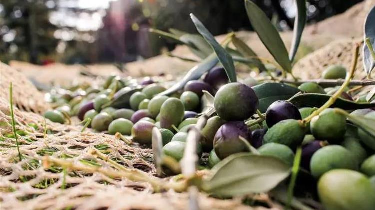 Δεύτερη εξαγωγική δύναμη επιτραπέζιας ελιάς παγκοσμίως η Ελλάδα