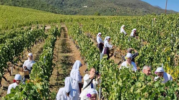 Αναπαράσταση παραδοσιακού τρύγου επισκέψεις σε οινοποιεία