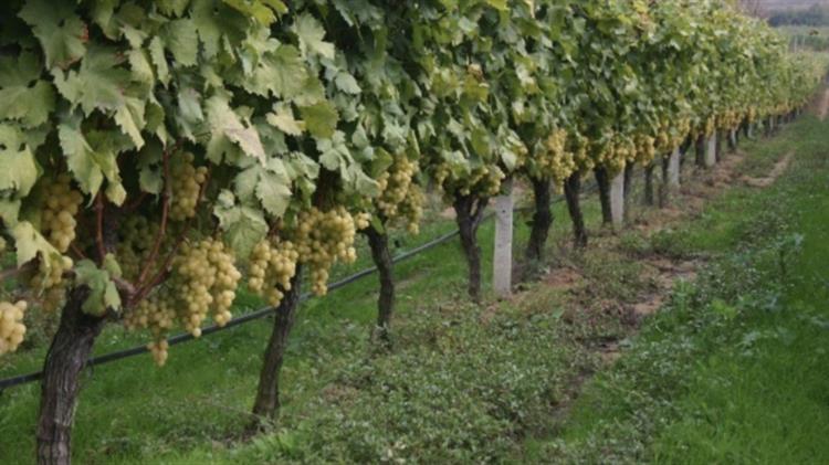 Θεσσαλονίκη: Λίπασμα με οινολάσπη αντί για χημικά λιπάσματα, με οφέλη για την κλιματική αλλαγή