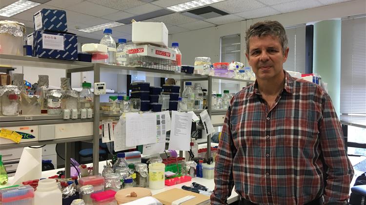 Ηράκλειο: Έρευνα για βιοεντομοκτόνα με φυσικό «οπλοστάσιο», κατά του δάκου και των κουνουπιών