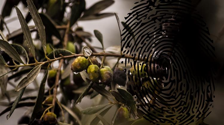 Ελαιόλαδο: Με μειωμένη παραγωγή οι χώρες της Μεσογείου - Ρυθμιστής των εξελίξεων η Ελλάδα