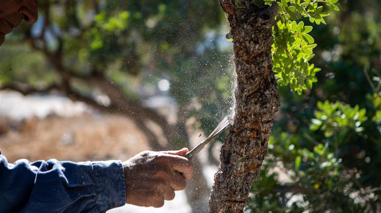 Η μαστίχα, ο «λευκός χρυσός» της Χίου