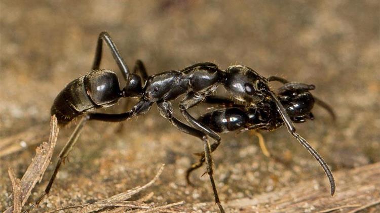 Παράγουν τα μυρμήγκια «γάλα»;- Η νέα ανακάλυψη που εντυπωσίασε τους επιστήμονες
