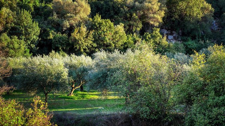 Χορήγηση de minimis στον τομέα της καλλιέργειας ελιάς στη Λέσβο