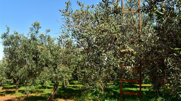 Νέα Αριστερά: για εξαίρεση ελαιοκαλλιέργειας από Μέτρο 23 του ΠΑΑ