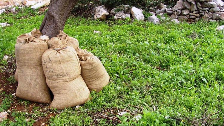 Υποχρεωτική η δήλωση συγκομιδής ελαιοκάρπου από το 2025