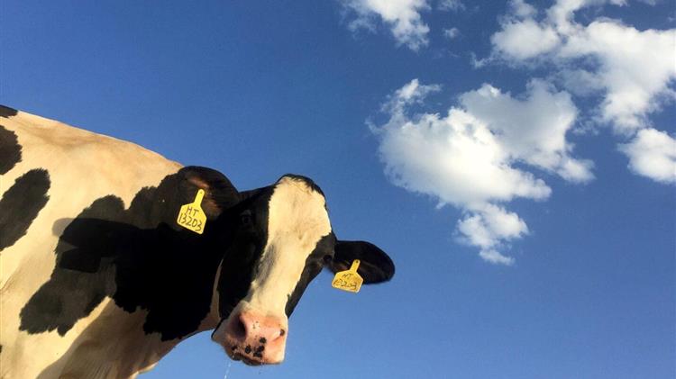 ΕΛΛΗΝΙΚΗ ΛΥΣΗ - «Ανεξέλεγκτη εκτόξευση τιμών στο γάλα και το μοσχαρίσιο  κρέας ενόψει Χριστουγέννων»