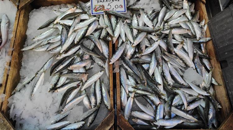 Μυτιλήνη: Παπαλίνα (σαρδέλα) και χάβαρα (όστρακα) κάνουν τους νέους να ασχοληθούν με την αλιεία